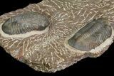Plate With Five, Five Large Struveaspis Trilobites - Jorf, Morocco #174195-3